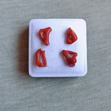 Antique Natural Coral Branch Loose Gemstone Italian Undyed Coral Polished Rough