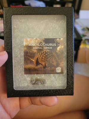 Ankylosaurus Dermal Armor Fossil South Dakota Sold by The Mini Museum Collection