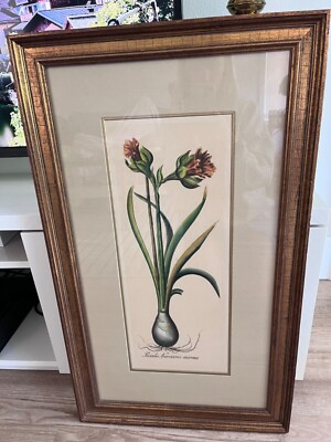 W. King Ambler Besler Tulip Print