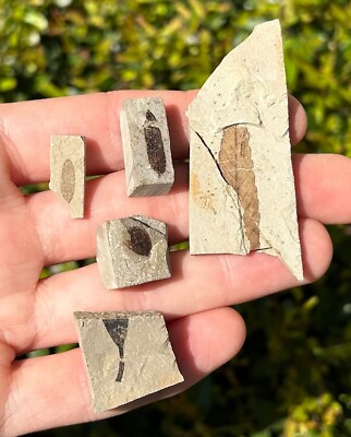 Green River Fossil Leaves and Seed LOT OF Bonanza Utah Eocene