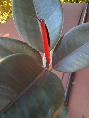 Ficus Elastica Burgundy/black rubber tree plant appro. 14'' tall