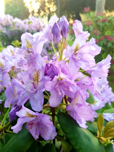 Rhododendron hybrids MIX different colours seeds, Rhododendron MIX 150 seeds - Picture 8 of 12