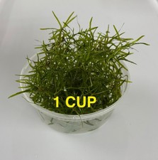 1 Cup Guppy Grass Live Aquarium Plant Free Shipping USA Grown Vibrant Green