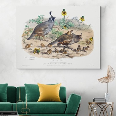 1853 California Quail   Ornithology State Bird Natural History Print