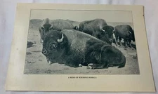 1923 book leaf print~ HERD OF WINNIPEG BUFFALO
