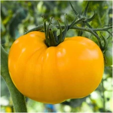 Yellow Brandywine Tomato Seeds, Indeterminate, Potato Leaf, NON-GMO, FREE SHIP