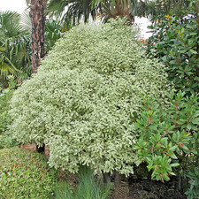 Pittosporum Tenuifolium Variegatum - 3Lt Pot Evergreen Shrub