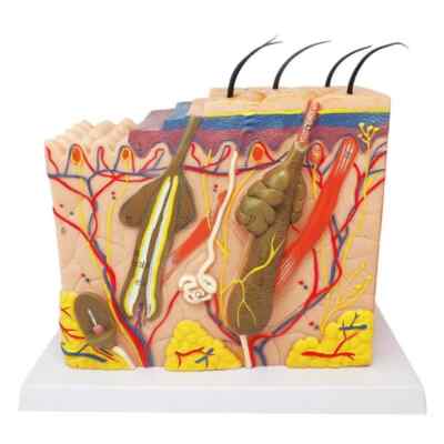 Medical Model Human Skin Spine Knee Foot Hand Anatomy Skin Layers Of Hair Tissue