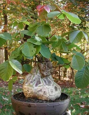 Pseudobombax Ellipticum bombax exotic shaving brush tree bottle bonsai plant 6"