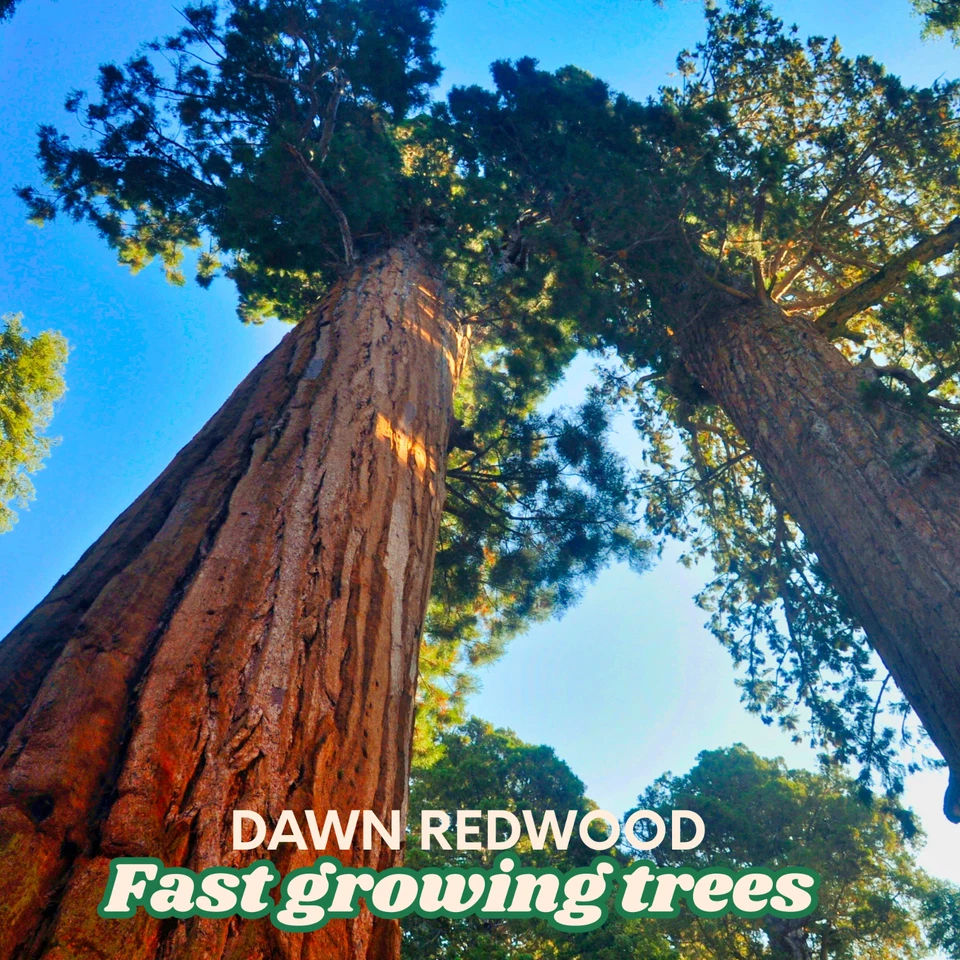 2 Dawn Redwood Trees - Metasequoia glyptostroboides - 2–3 ft Bare Root - Fast Gr - Image 3 of 3