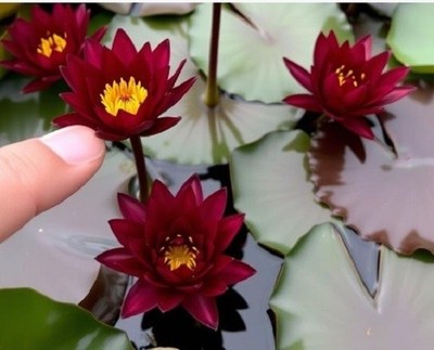 dunkelrot Zwergseerose schnellwachsende Aquariumpflanzen gegen Algen im Aquarium