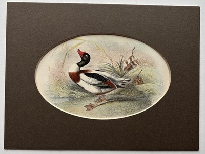 antike dekorative 1896 Gemeine Schelente Vogel Gravur von R. Bowdler Sharpe