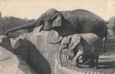 75 PARIS BOIS VINCENNES PARC ZOOLOGIQUE ELEPHANT - 33637