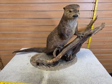 Otter taxidermy mount