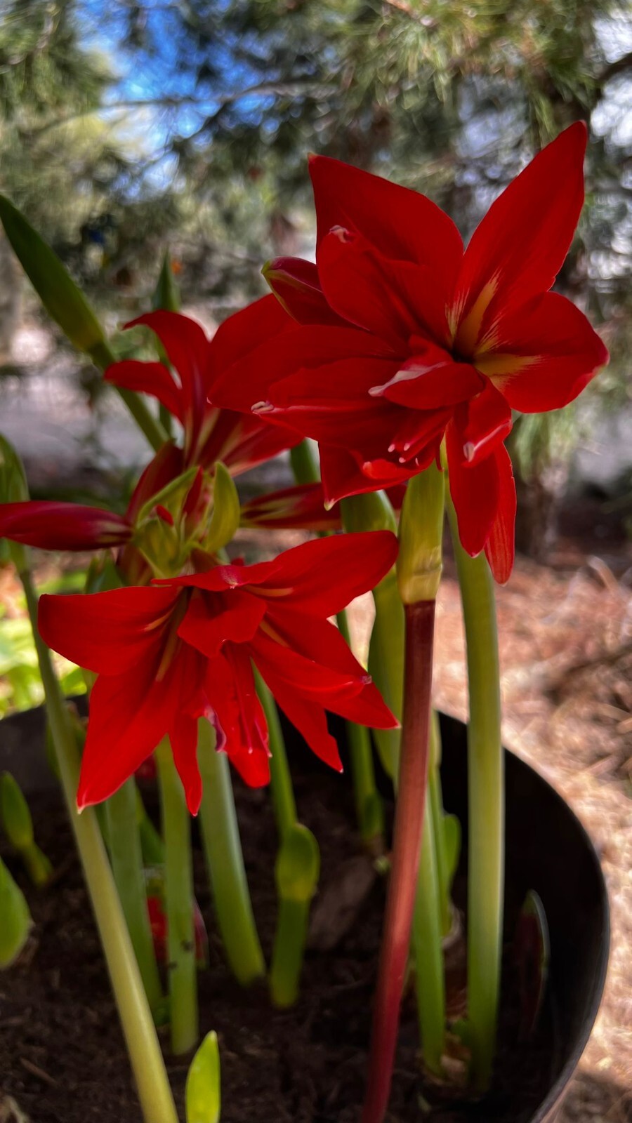2 bulbs BLOOMED IN STORAGEAMARYLLIS Samburu®South African BulbRed