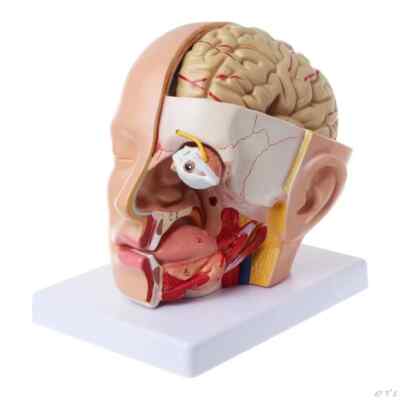 Human Anatomy Head Skull Brain Cerebral Artery Anatomical Model For Teaching New