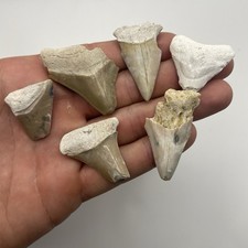 LOTTO DENTI DI SQUALO MEGALODONTE & MAKO DENTI DI SQUALO FLORIDA AUTENTICI