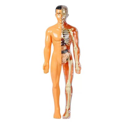 3D Human Skeleton Organ Anatomy Scientific Model Kit Kids Body Education Mod _r1
