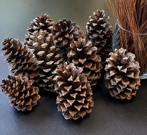 25 Natural Pine Cones for Wreath Rustic Decor DIY Craft Supplies