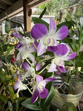 Dendrobium Blue Angel orchid