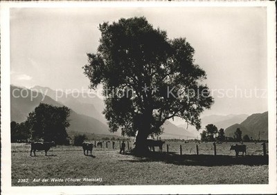 Chur GR Willow in Rhine Valley