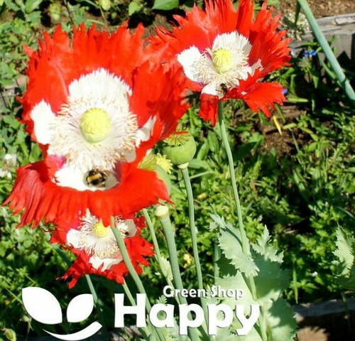 POPPY DANISH FLAG - 2500 SEEDS - Papaver somnifer. - HUGE FLOWERS - Annual - Picture 2 of 2