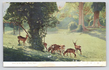 Sacred Sika Deer of Kasuga, Nara Park, Mount Wakakusa Japan, Postcard PAPER LOSS