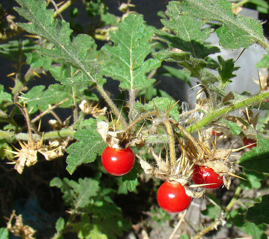 Tomate lichi - Solanum sissymbriifolium - más de 5 semillas - ¡Herencia! So 039