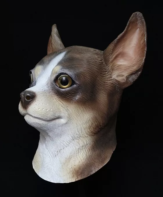 Fancy chihuahua sales