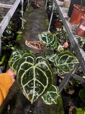 Anthurium Red Crystallinum (Mature) | Real Picture | Tropical Plant | Rare Aroid