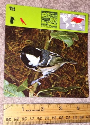 ビンテージ鳥 VINTAGE Bird Species CARD - Tit - 1975-1976 PRINTED IN JAPAN | eBay