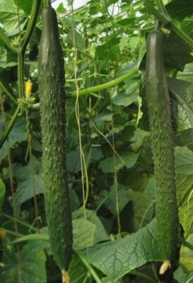 Cucumber Alligator F 1, Cucumber seёds,organic seёds, 0,5 gramm #173+TRACK  