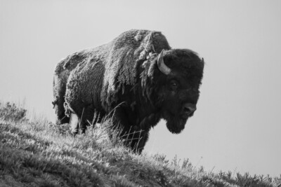 Bison, Yellowstone National Park Giclee Art Print on Paper or Canvas+ Ships Free