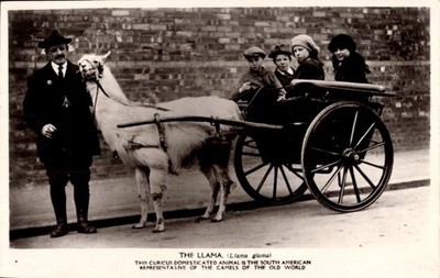 Postcard Llama Pulls a Carriage, Man, Children - 10984839