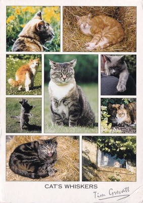''Katzenschnurrhaare'' Tim Grevatt Mehransicht Postkarte Katze Kätzchen Devon unbesendet AC025