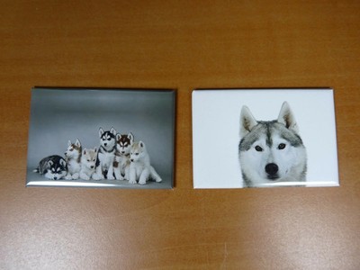 Set 2 Magnete / Magnete 7,8 cm x 5,3 cm HUNDE: SIBIRIAN HUSKY 11/12