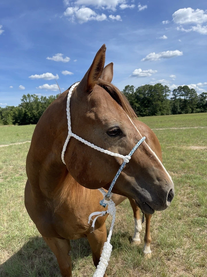 soporte cinta mula. Cabestres Diamond Doble W hechos a mano. Banda nasal de tres colores.  Foto 2 de 2
