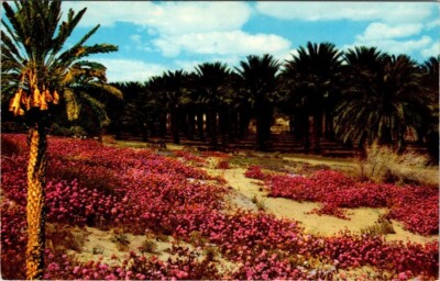Date Palms & Sand Verbenas Coachella CA Vintage Chrome Postcard Unposted A85