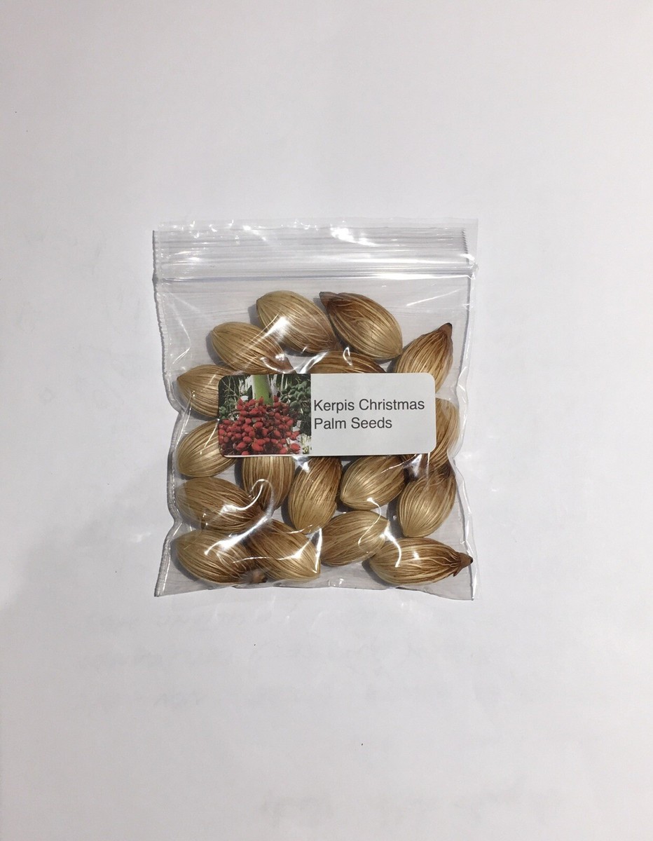 Christmas Palm Seedling 