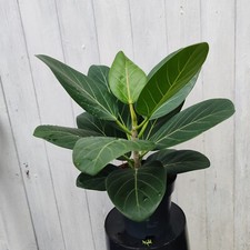 Ficus Benghalensis or Ficus Audrey good size 40-45cm tall 13cm pot very happy