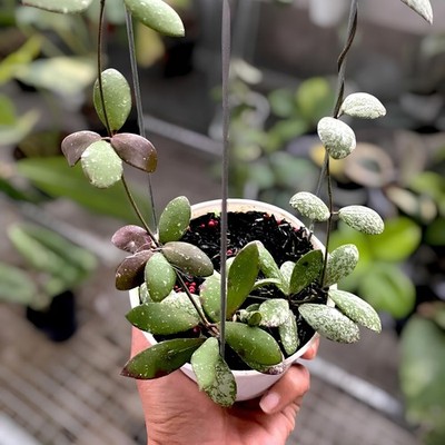 Hoya Mini Kalimantan Splash Jungle Plant