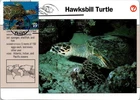 Dr Jim Stamps Maximum Card Hawksbill Turtle 37C Fdc 2004