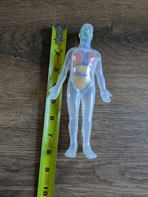 LINDBERG TRANSPARENT MAN J.LLOYD 人体模型 男性 Lindberg 1/4