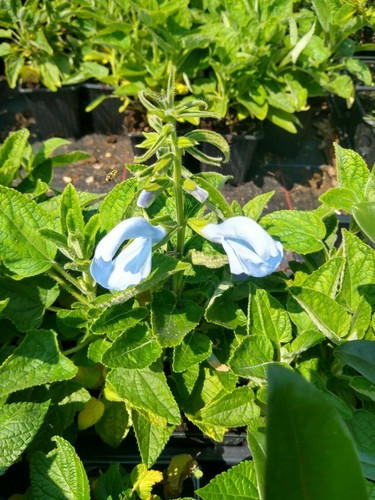 PERENNIAL SALVIA PLUG PLANTS PICK + MIX PAY ONLY ONE POSTAGE COST MIXED FLOWERS - Picture 14 of 88
