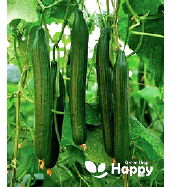 VEGETABLE CUCUMBER SEEDS - TELEGRAPH IMPROVED - 20 SEEDS - LONG UP TO 16 INCHES - Image 2 of 2