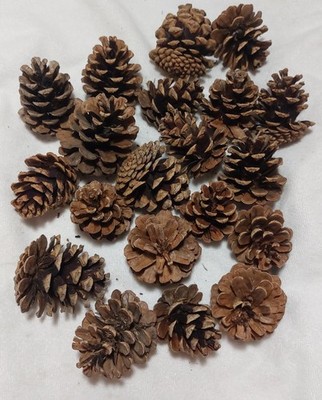 Lot (20) Dried Harvested Pine Cones for Seasonal Decor Crafts Hobby Projects