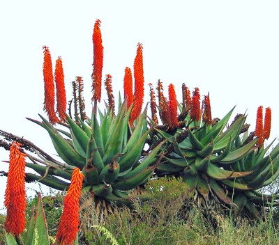 Aloe Ferox exotic bitter medicinal gel succulent rare desert plant