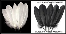 NATURAL GOOSE FEATHERS~BLACK OR WHITE~ PACK OF 5~ REAL FEATHERS NOT DYED/PAINTED