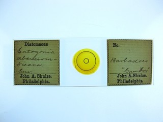 Antique microscope slide by John A. Shulze. Diatom. Entogonia abercrombieana.