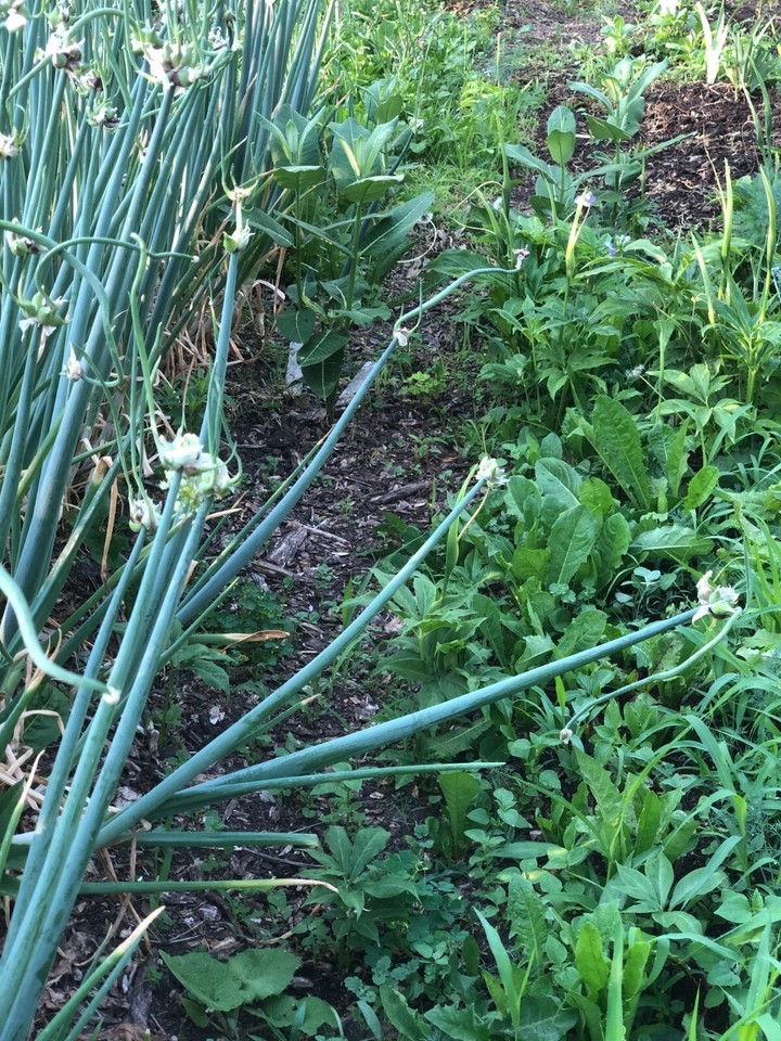 20 walking onion bulblets topset perennial vegetable eBay